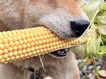 お手伝い？いいえ、泥棒です。トウモロコシをくわえた柴犬に1.8万いいね。現行犯でも「かわいいから許す」