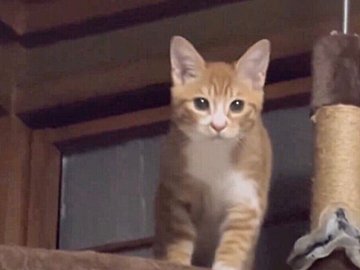 「にゃんということでしょう」猫が匠のリフォームで障子に“猫用ドア”を製作！あまりのかしこさに9.8万件のいいねと「天才」の声