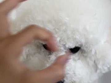 手で丸を作り「鼻！」と声を掛けると、鼻を勢いよく入れるビション・フリーゼ。可愛い芸に「ループでみていられます」