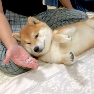 イタズラがバレた柴犬 証拠を突きつけられて まさかの行動 に出た いぬのきもちweb Magazine