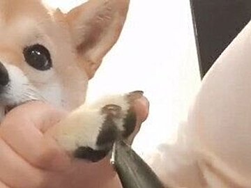 足裏の毛のカットが苦手な柴犬。思わず力が入っちゃう!?表情がかわいすぎて3.4万件のいいね