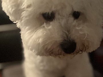 素直な表情がかわいすぎ！いつもより短いお散歩にしょんぼりするワンコ。その後のお出かけでニコニコ笑顔へ