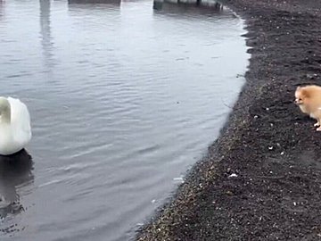 湖で出会った白鳥に、友達になりたいアピールをするポメラニアンが可愛すぎる！「微笑ましい」と14.3万件いいね