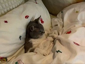 目的を忘れる猫！仕事中に甘えたがってやってきたのに、布団の上で動画鑑賞をさせたらおとなしくなる