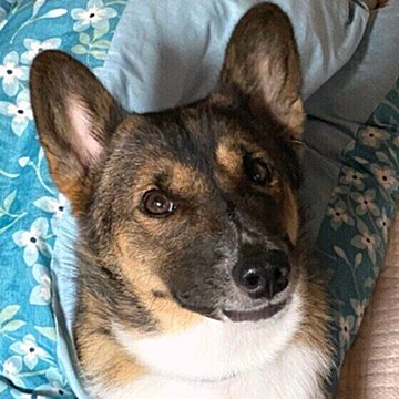 獣医師監修 犬の遠吠えの理由 やめさせる方法について解説 いぬのきもちweb Magazine