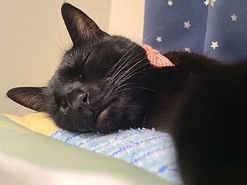 あくびをすると妖怪顔になるネコに「可愛い」の声。「うちもです」とあくび妖怪猫ちゃんたち集まる