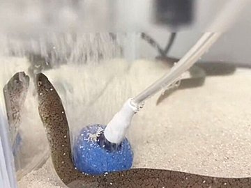 海のギャングがジェットバスに癒される!?水槽の中で泡を楽しむウツボの動画に3万件のいいねと「かわいすぎる」の声