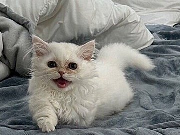 猫用ベッドを用意してもらったのに、飼い主のベッドを占拠するにゃんこ！なにか訴えているのは「そっちで寝ろ」or「いっしょに寝て」!?