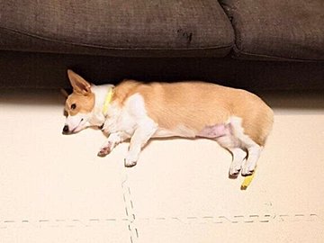 ゴハンを食べてくれないコーギー犬！飼い主が「もうお手上げ」と感じていた頃の思い出投稿に、共感の声が集まる