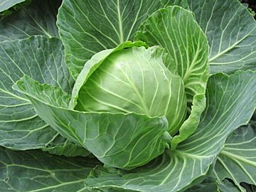 春キャベツは「若いうちに収穫したキャベツ」ではない！違いと選びかたを野菜ソムリエが解説