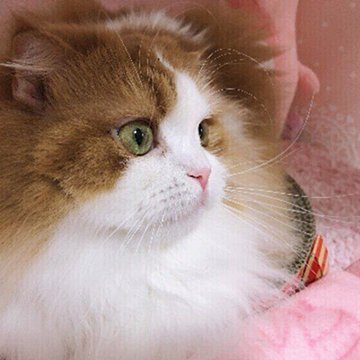 猫が寝る場所でわかる猫の気分 猫がますます愛おしくなる心理は ねこのきもちweb Magazine