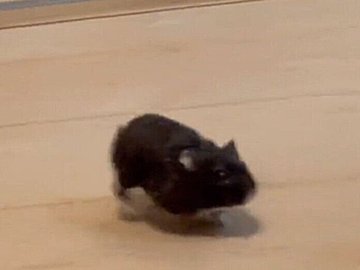 突然訪れたハプニングを華麗に回避するハムスター！かわいいと格好いいのギャップに4.2万人が胸キュン