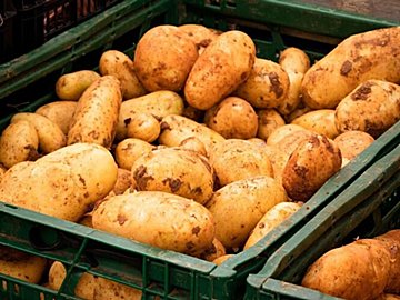 あなたも間違えてるかも!?やってはいけない新じゃがの保存方法