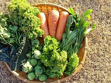 春野菜はなぜおいしい？意外なワケとかしこい食べかたを野菜ソムリエが解説