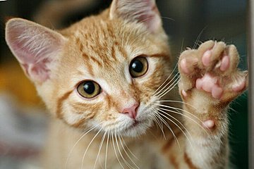 怒られた猫はどんな気持ち 猫を叱るしつけに効果がない理由 ねこのきもちweb Magazine