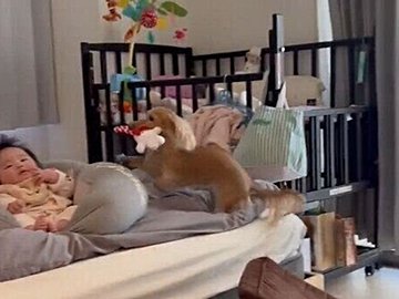 新しい家族が増えてほんの数カ月。一生懸命に赤ちゃんを遊びに誘う愛犬の姿に未来の期待が膨らむ