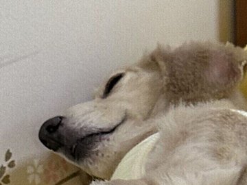 ビーズクッションでお昼寝中のカニヘンダックス「もうすぐポテチンと落ちそう」な寝姿に2.3万人がキュン