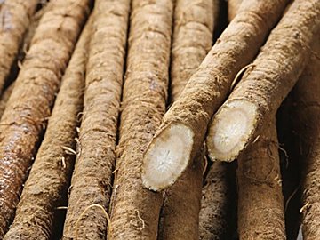 あなたも間違えているかも!?やってはいけないゴボウの保存方法