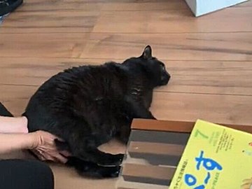 飼い主に手で押される猫。「野性を失うとこうなる」されるがままになる姿に4万人の「いいね」が集まる