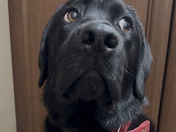 「絶対になにかをした犬」いたずらし目を合わせないラブラドール・レトリーバー。可愛いすぎると3.7万件いいね