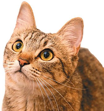 もしかして不満のサイン 猫が アオーン と鳴くときの気持ち ねこのきもちweb Magazine もしかして不満のサイン 猫が アオーン と鳴くときの気持ち ねこのきもちweb Magazine