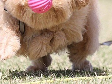 「全然ボールが取れない」ビションプーに17万いいね!!必死に追いかけるも空振り4連発に「ずっと取れないままでいてほしい」とほっこりする人続出！