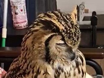 「自分が職場ですると怒られるのに、かわいいのはなぜ？」ミミズクが目を細めカクッとなる姿にキュン