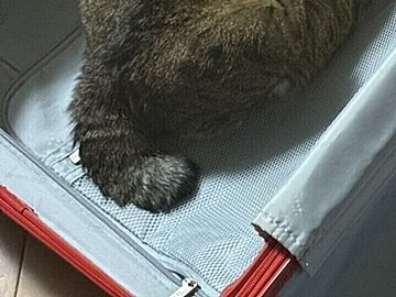 靴と猫しか詰めていない出張用のスーツケース。「猫は必需品」「それだけでじゅうぶん」と4.2万いいね