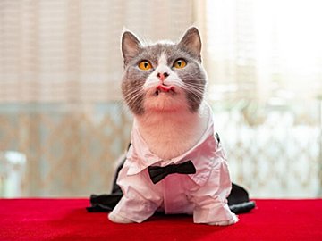 愛猫の寝姿がまるでヲタ芸?!驚きの格好に「たまらなくかわいい」「芸術点高すぎ」の声