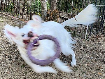 「モッテキタヨ」大好きな遊びでご機嫌な犬。飼い主を困惑させた写真に爆笑の嵐！