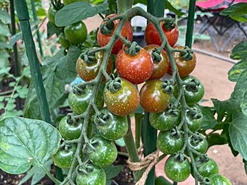 【家庭菜園】初心者にも！育てやすくて食費節約に役立つ野菜3選
