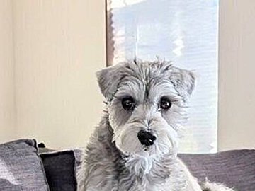 奇跡の瞬間！寝ている飼い主の顔の上に、偶然座っちゃったミニチュアシュナウザー×マルチーズ！「位置がクリティカル」の声