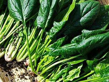 保湿しない、寝かせる、あとひとつは…？やってはいけないほうれん草の保存方法3選