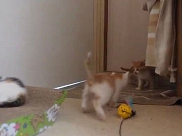 兄弟たちが元気に遊んでいる中、眠気に負けている三毛猫。マイペースなかわい姿に1.7千件のいいね