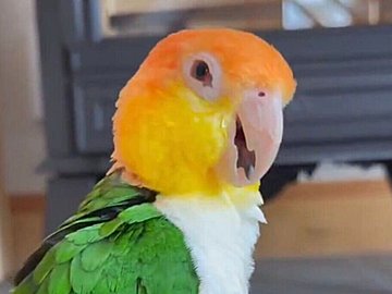 「うちのインコ座っているんだけど」!?お尻をペタンとつけて、器用に座るシロハラインコに1万いいねと「中に人間入っていますよね？」の声