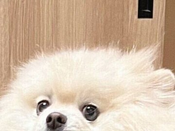 どうしてもペロペロしたかったワンコ「しつこい！」と引き剥がされた瞬間の味のある表情に4万件のいいね