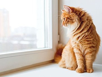 窓から見えたのは、目からビームが出たにゃんこ!?ホームセキュリティのようなたたずまいに、4.6万件のいいねと「こんなセキュリティほしい」の声