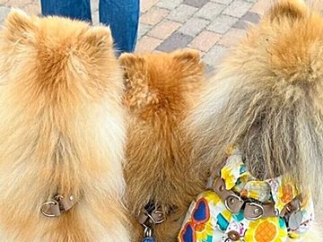 カートに乗る3匹のポメラニアンが「ケルベロスならぬポメベロス」!?なぜか前方に密集しちゃうかわいすぎる姿に4.4万人が癒される