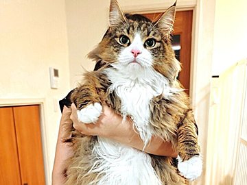 ノルウェージャンフォレストキャットの姉妹の大きさを比べてみると?!驚きの差に「どっちも可愛い」の声