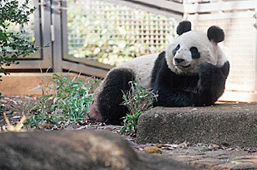 パンダの裏の顔を解き明かします パンダのざんねんな生態 サンキュ パンダの裏の顔を解き明かします パンダのざんねんな生態 サンキュ