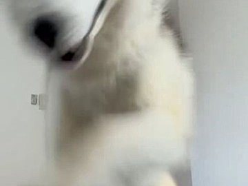 おはよーーーーーッッ!!ハスキーによる愛のモーニングジャンプに「好きすぎる」「起こされたい」迫力満点の3秒間に注目