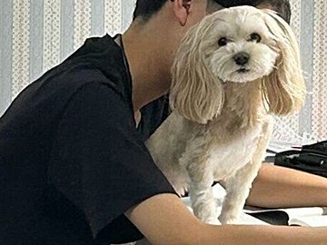 勉強中の息子の膝に乗るマルプーと、気にせず勉強し続ける息子。その様子に「尊敬します」の声と1.2万件のいいね