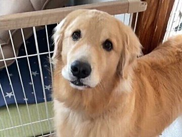 言葉を理解する犬が賢すぎると話題！「ママが言っていること分かっている」「天才の称号をあげちゃいます！」