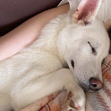 犬の体の正しい冷やし方 熱中症の症状がみられたら時の対処法とは いぬのきもちweb Magazine