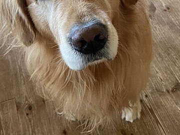 「散歩に行こう」と声をかけた飼い主。ゴールデン・レトリーバーの眼差しにハッとして自分の行動を振り返る