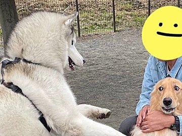 グイグイと歩み寄るハスキーと引き気味なゴールデンレトリーバー。かわいい2匹のやりとりに17.8万件いいね