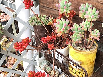 【多肉植物】なんで枯れちゃうの…？多肉初心者さんがやりがちな「NG行動」2選