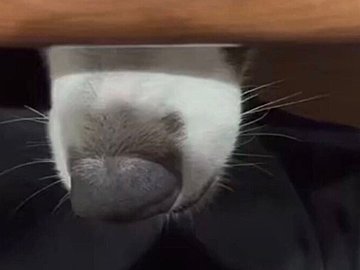 テーブルに着いた飼い主の足元から、「なんか生温かい風が来る」!?ボーダーコリー3匹による“暖房”に、「これは天国」と3万人がほっこり