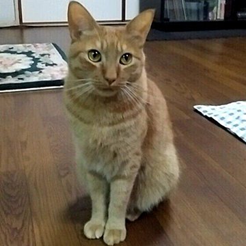 猫の 知覚過敏症 は歯が痛いわけじゃない 症状や原因などを解説 ねこのきもちweb Magazine 猫の 知覚過敏症 は歯が痛いわけじゃない 症状や原因などを解説 ねこのきもちweb Magazine