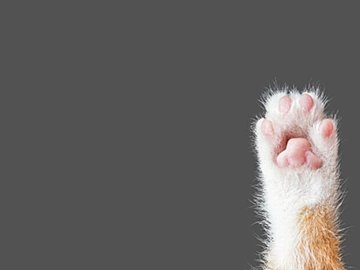 目の前に消しゴムを置くと弾き飛ばす愛猫が可愛すぎる！素早い猫スマッシュに「卓球選手？」「たまらん」の声